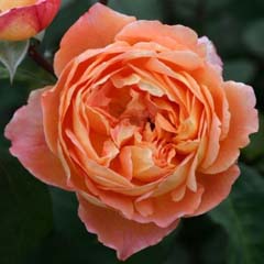 Lady Emma Hamilton