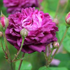 Cardinal de Richelieu