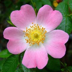 Rosa Canina