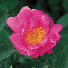 Rosa villosa