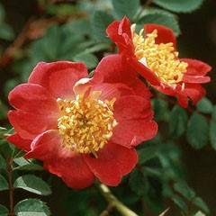 Rosa moyesii Eos
