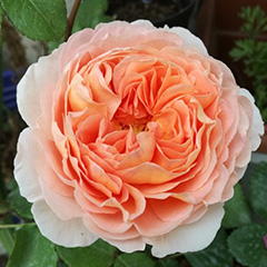 Abraham Darby