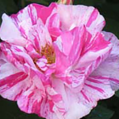 Rosa Mundi