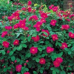 Portland Rose
