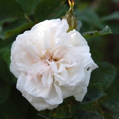 Rosa rub. Manning s Blush
