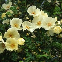 Rosa spin. Ormiston Roy
