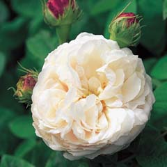 Blanchefleur