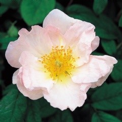 Rose rub. Janet